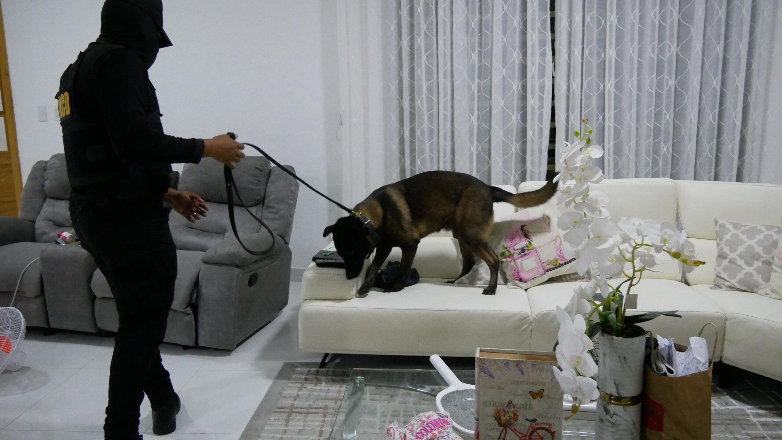 Operación Búfalo NK: Lo que debe saber sobre “poderosa” red de narcotráfico internacional desmantelada en RD