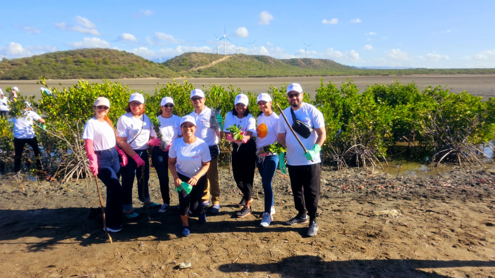 Reforestan 3 mil manglares rojos en la provincia de Baní