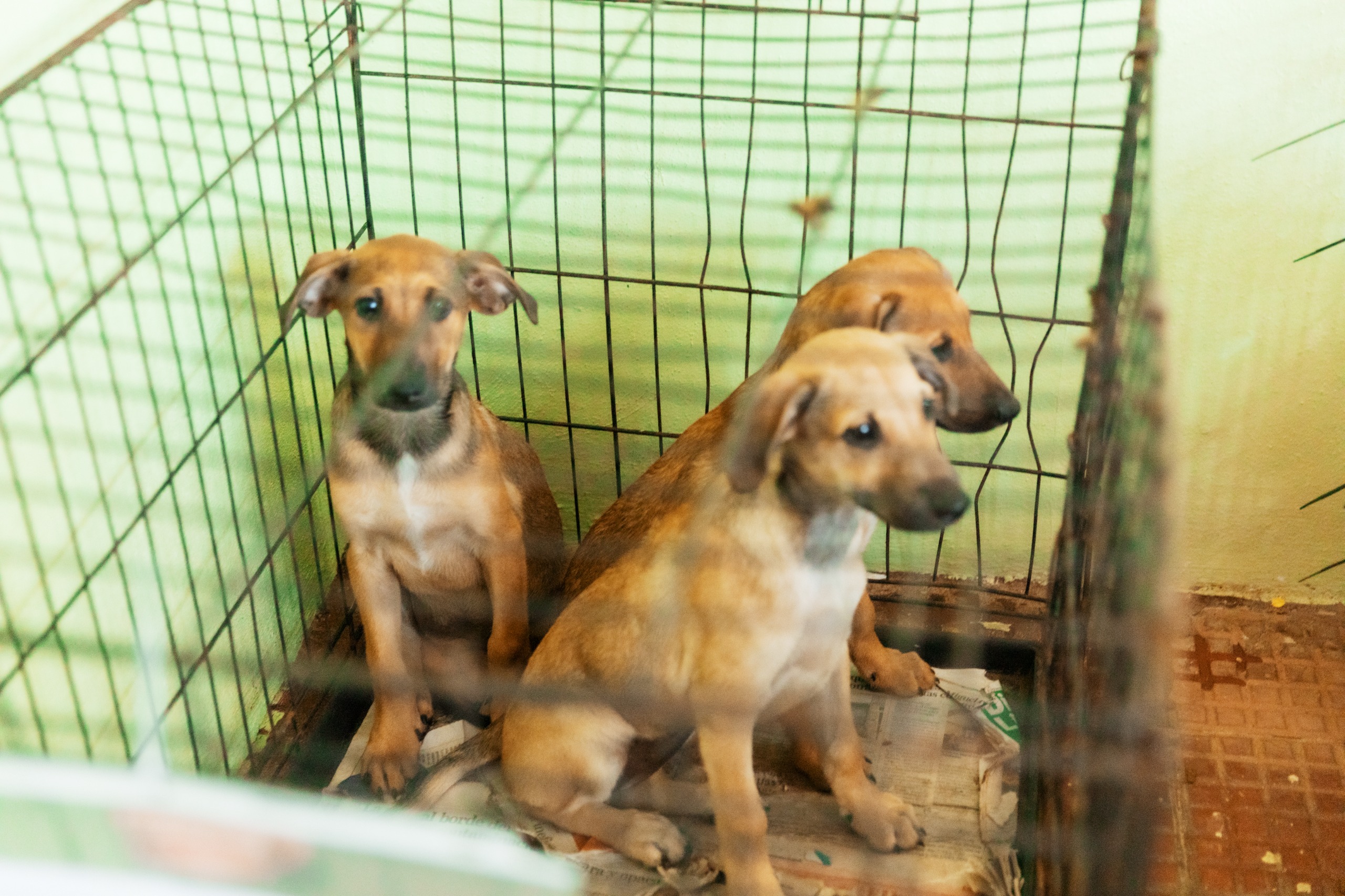 Así fue la jornada de esterilización de perros y gatos  realizada en parque Mirador Sur