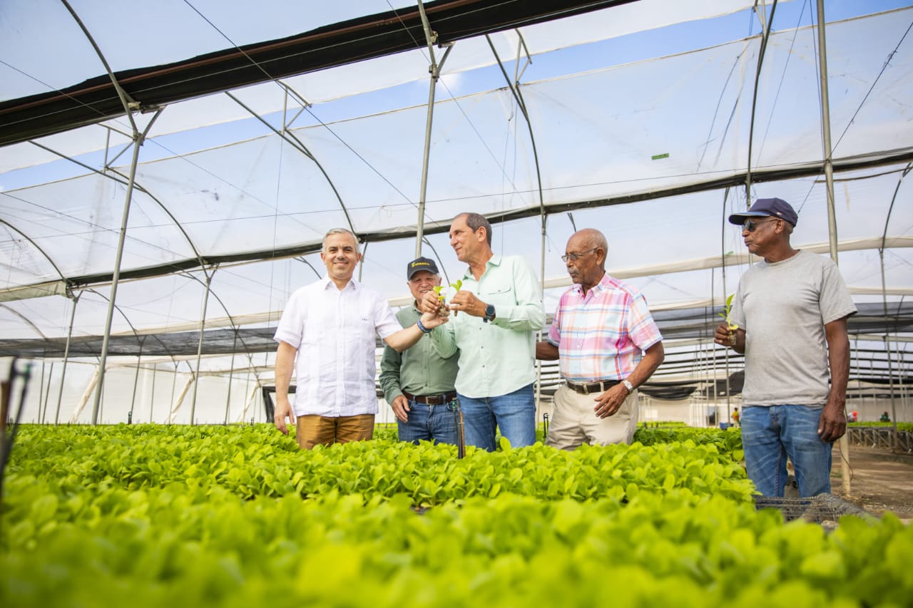 INTABACO producirá 15 millones de plantas de tabaco para Zafra 2025-2026