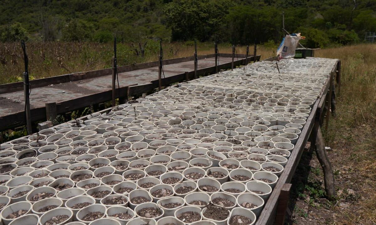 Tenían 3000 platas de marihuana