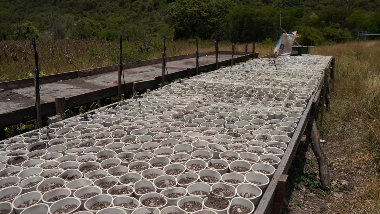 Tenían 3000 platas de marihuana