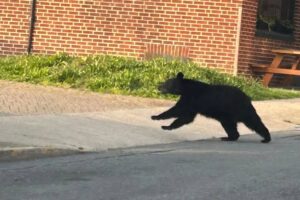 Oso negro deambulando por las calles del centro de Frederick, Maryland