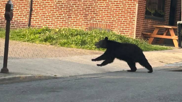 Oso negro deambulando por las calles del centro de Frederick, Maryland