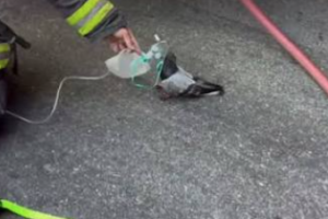 Bomberos le dieron oxígeno a una paloma tras un incendio y el video emociona a miles