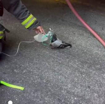 Bomberos le dieron oxígeno a una paloma tras un incendio y el video emociona a miles