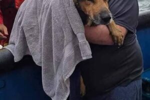 El perro que fue rescatado a una milla de la costa y terminó como parte de una tripulación