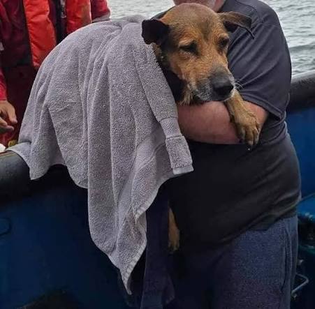 El perro que fue rescatado a una milla de la costa y terminó como parte de una tripulación