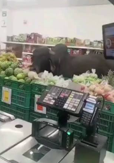 Toro entra a un supermercado