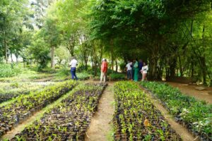 Digecac realizará Primer Festival de Plantas 2026