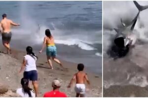 ¡Tremendo susto! Atún de 300 kilos persigue a bañista en playa de Marbella