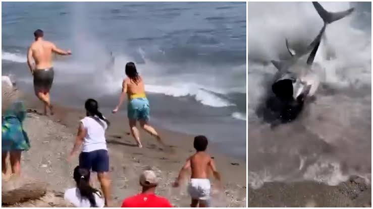 ¡Tremendo susto! Atún de 300 kilos persigue a bañista en playa de Marbella