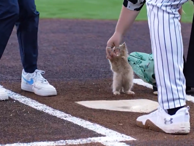 De gato rescatado a estrella del estadio en tiempo récord