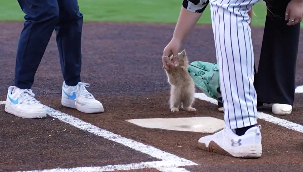 De gato rescatado a estrella del estadio en tiempo récord